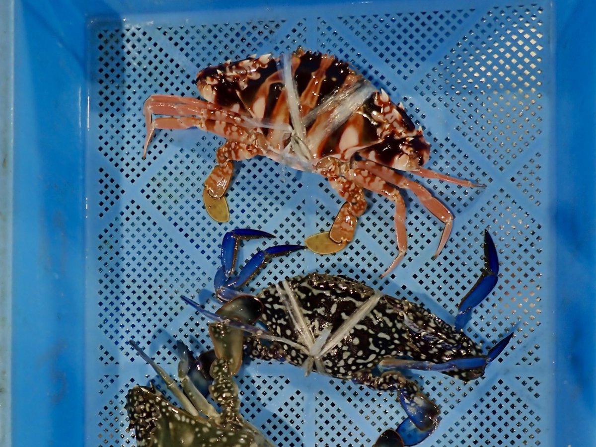 水産大百科事典 水産大百科事典‼️朝倉書店‼️、水産総合研究センター…‼️