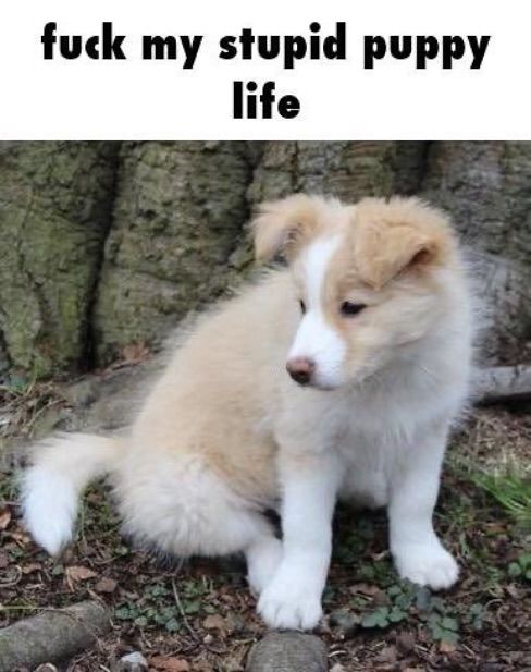 caninepoetry (@caninepoetry_) on Twitter photo 