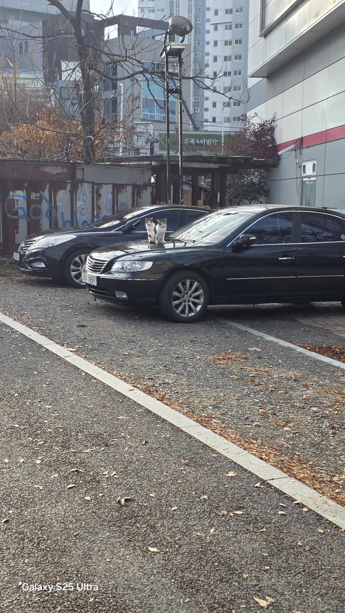 차주는 슬프겠다 따뜻한가보다