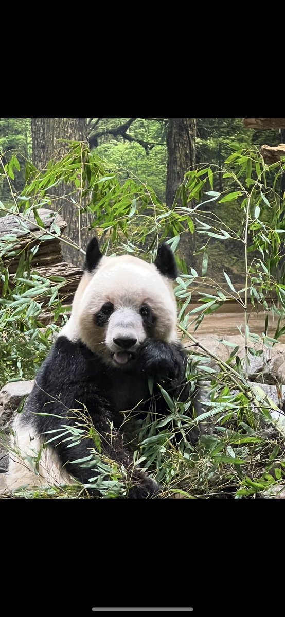 12月16日.シャオシャオレイレイが来年1月末に中国に返還される事が発表