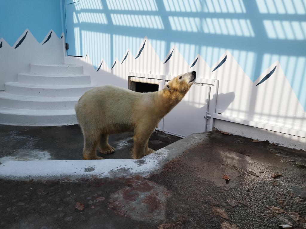どうぶつえん日記を更新しました

ホッキョクグマのマルル（メス）は、熊本市動植物園から無事に到着し元気に過ごしております。
動物園にお越しの際は、足元の雪や氷に十分お気をつけください。

city.kushiro.lg.jp/zoo/zoodialy/1…

#釧路市動物園 #kushirozoo
#釧路 #kushiro
#動物園 #zoo
#北海道 #Hokkaido