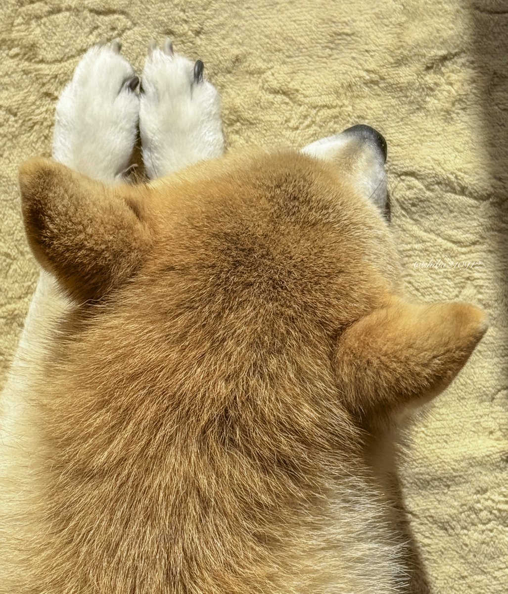 柴犬もも (@shiba210912) / Posts / X