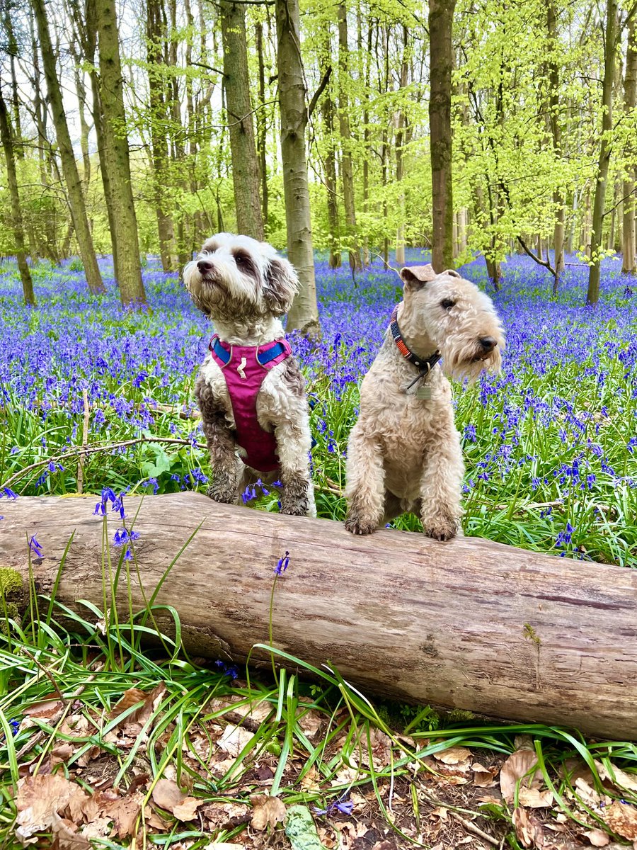 Bertie Lakeland tweet media