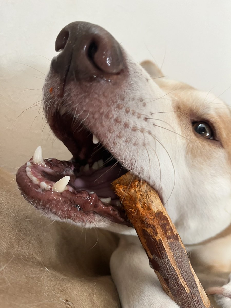 ガジガジ
#雑種犬