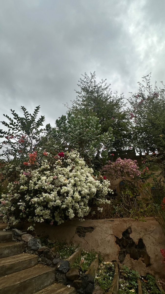 almizin5656's tweet image. ويغدو القلب حين يراهُ مسروراً
سرورَ الأرضِ حين تفيض بالمطرِ♥️🕊️