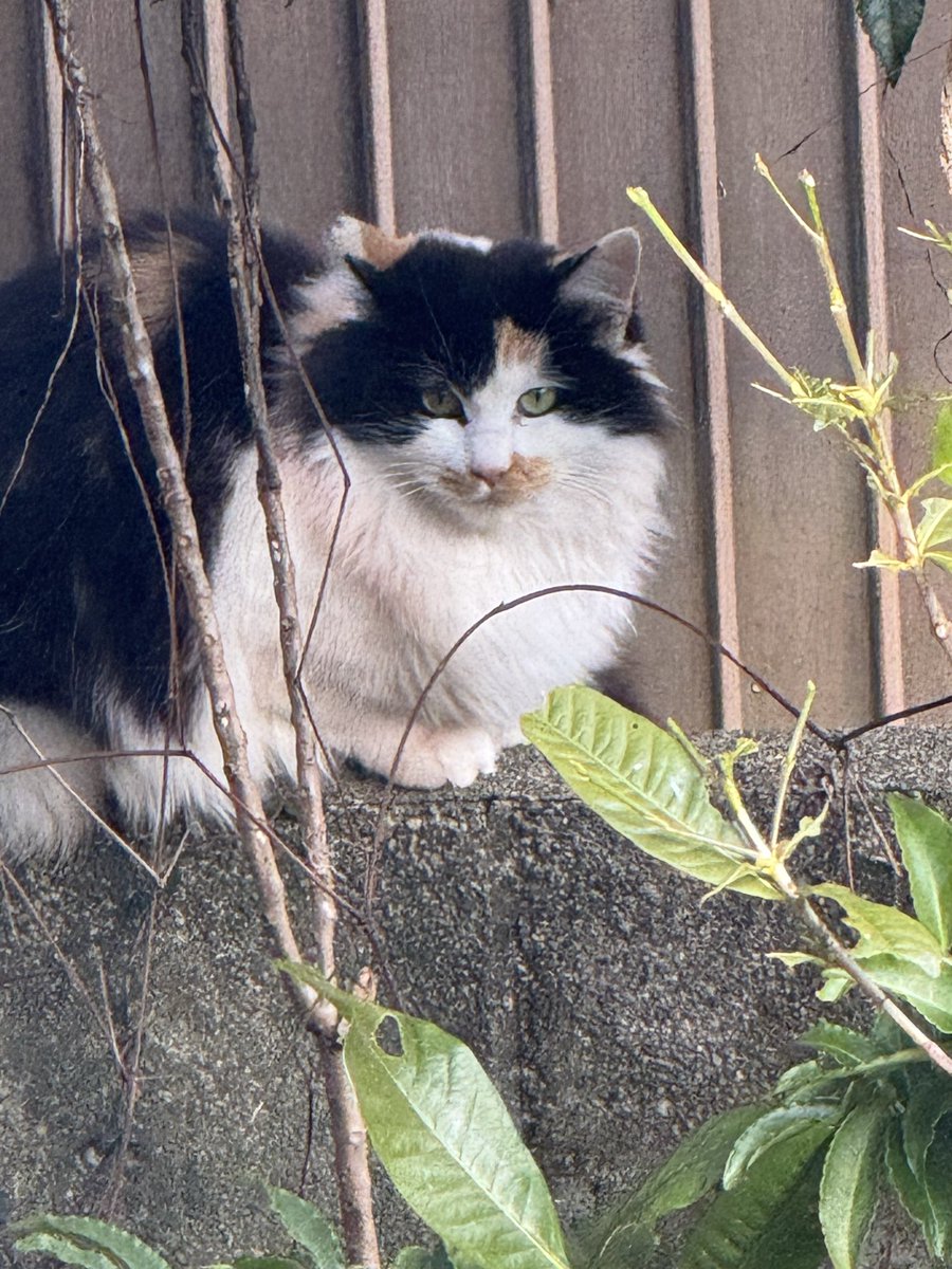 Post by motohiko sakaguti on X: ネコ🐱