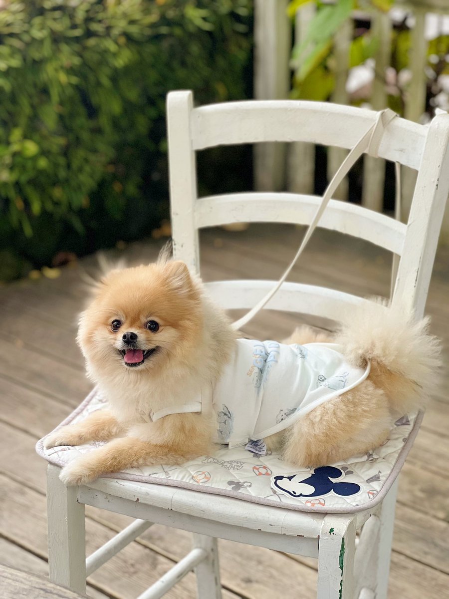 どうかジェラートピケさん ポメラニアンクリーム色(セーブル等)の