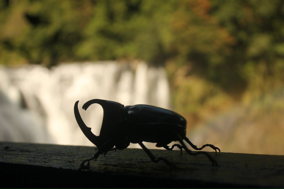 Hoshinro tweet media