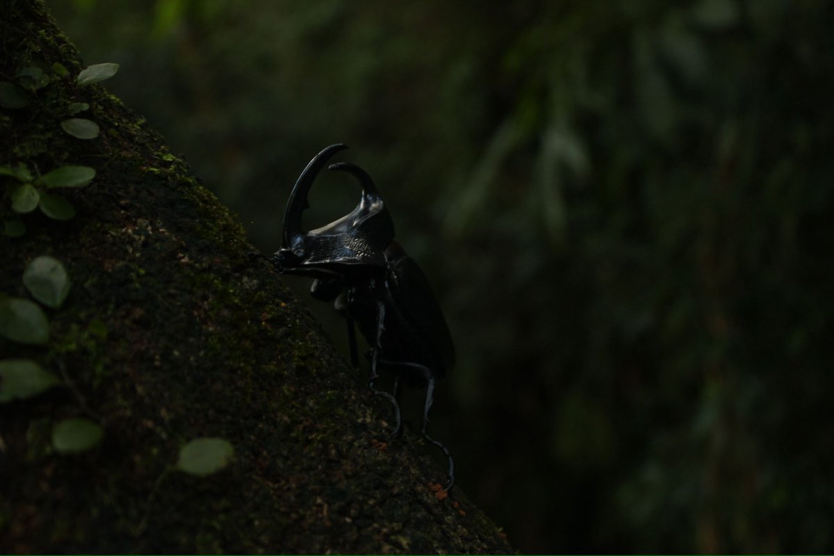 Hoshinro tweet media