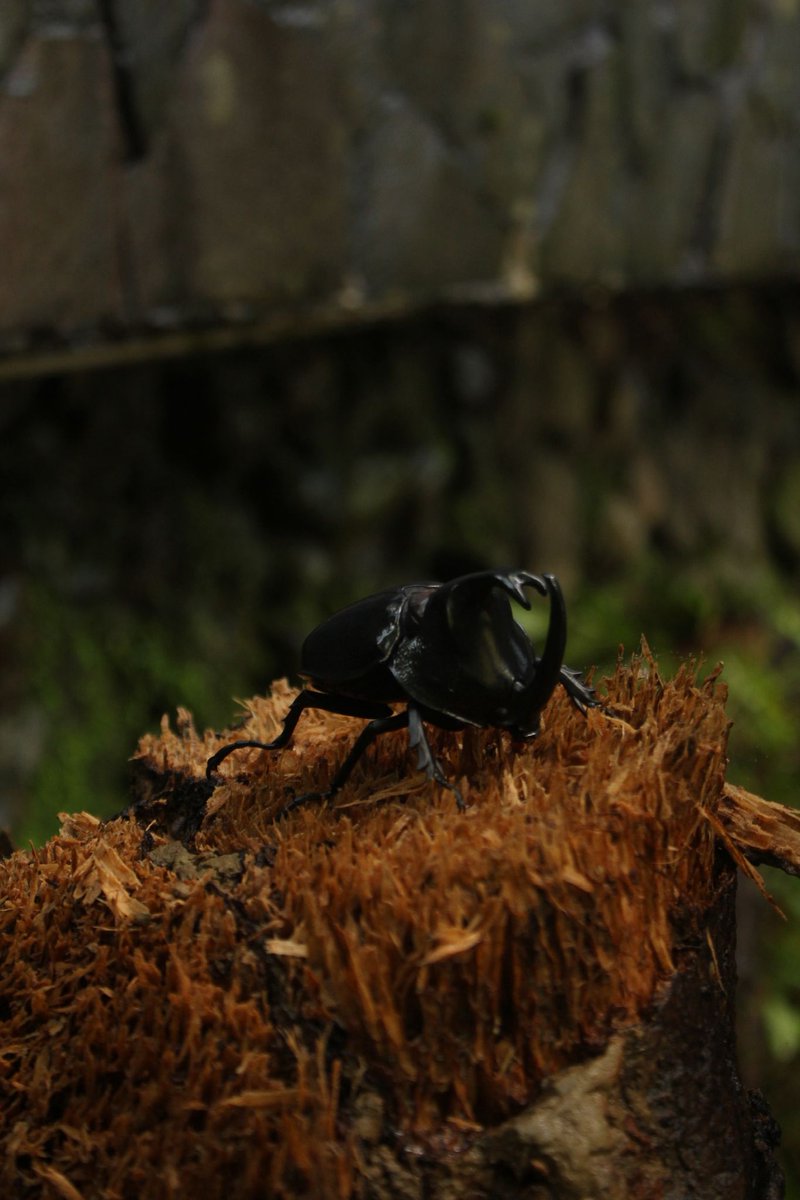 Hoshinro tweet media