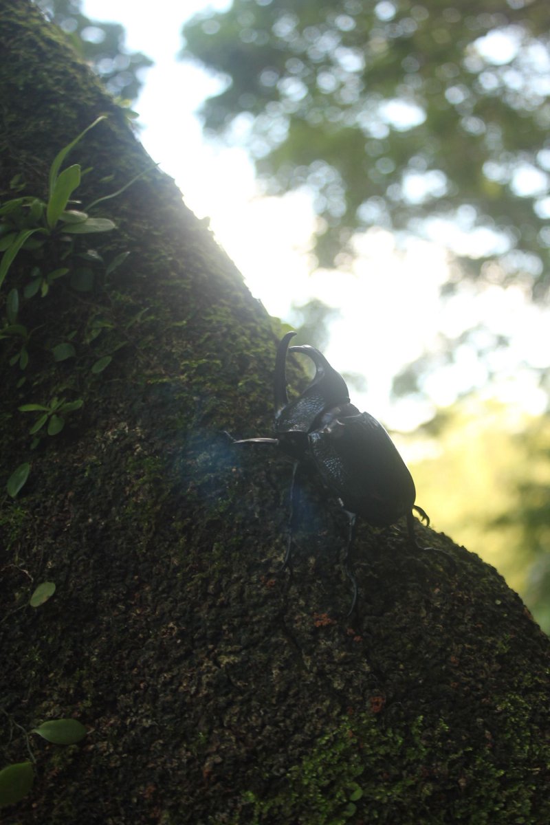 Hoshinro tweet media