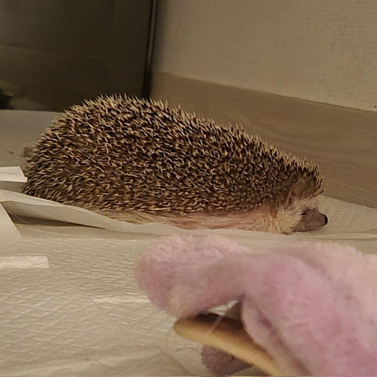 마롱이가 많이 아파요.
고비를 잘 넘기면 좋겠어요.