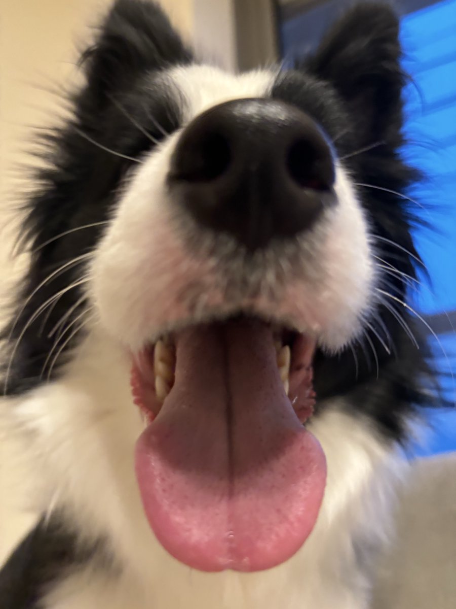 vivienne_bcl's tweet image. 距離感ミスってる犬