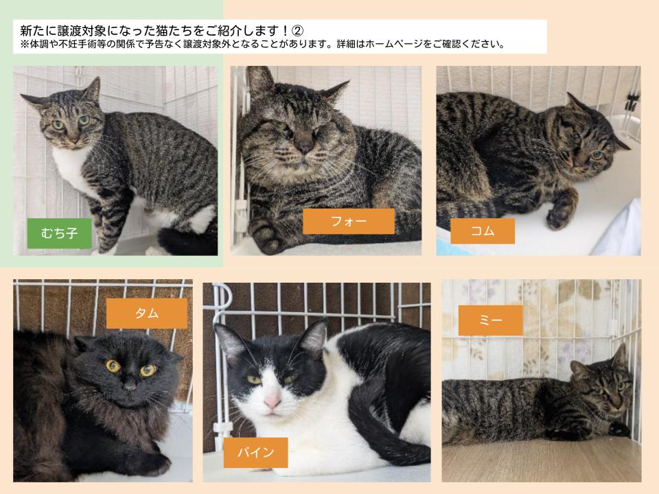 現在、当センターでは、札幌市内で発生した複数の多頭飼育崩壊から猫が収容され、猫の収容数が50匹以上となっています。さらに今後も猫の収容を控えています。
猫の飼育をお考えの方がいらっしゃいましたら、センターからの引き取りも是非ご検討ください。
#札幌市　#保護猫
