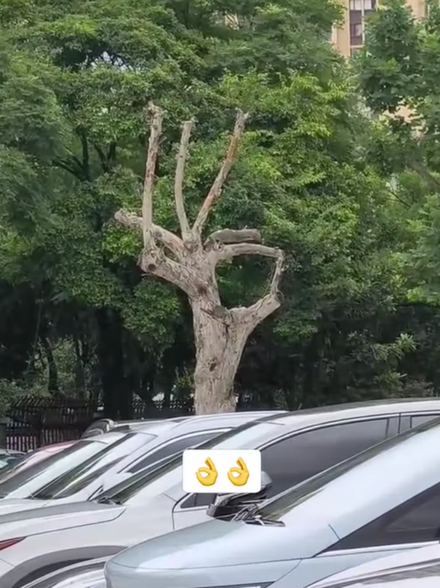 RespectfulMemes's tweet image. 