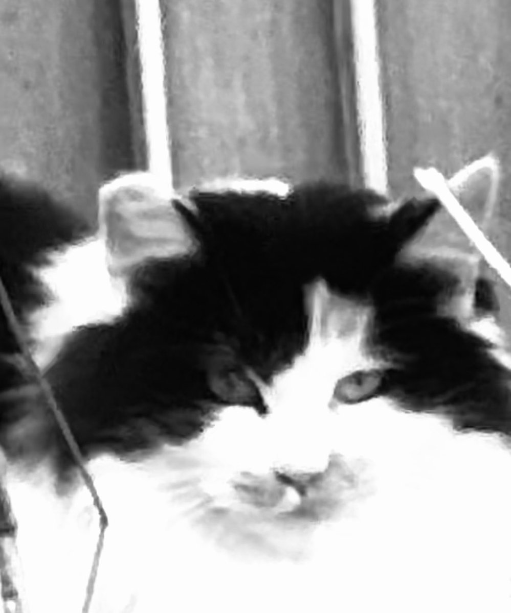 Post by motohiko sakaguti on X: ネコ🐱