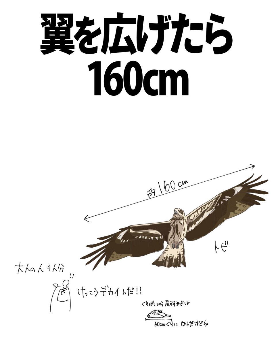 トビの翼標本 トビの翼標本 【公式通販】