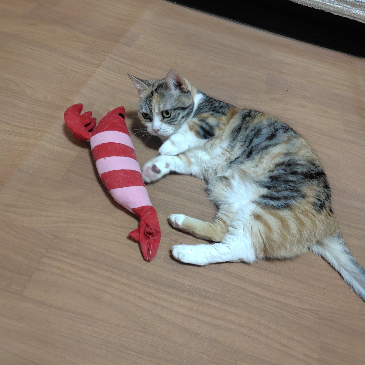 れいちぇる (@reichel0731) / Posts / X