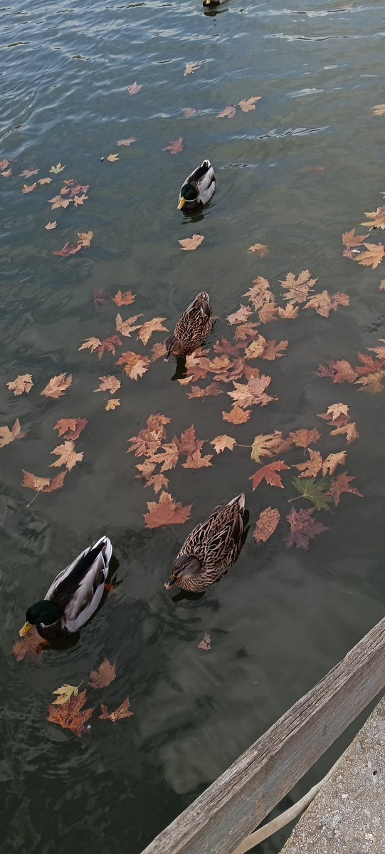 walkingTurtle42's tweet image. 