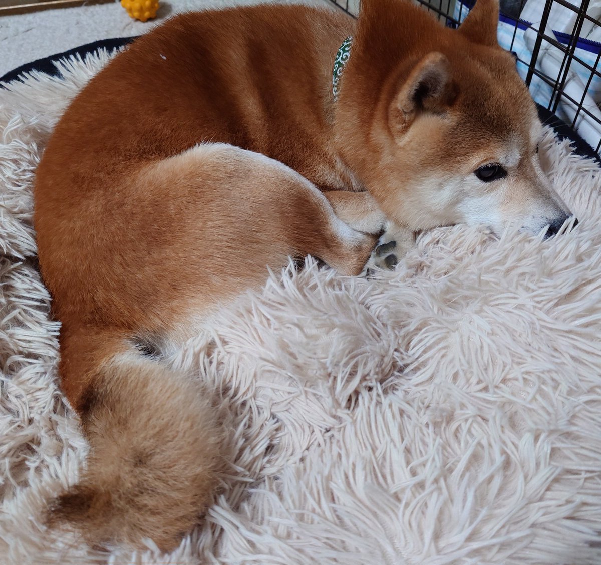 monakamaru2's tweet photo. もなか散歩の途中で
とても可愛がってくれるご近所さんから
キレイな小松菜をいただきました

ツヤツヤ美味しそう✨☺️

もなかは
たくさん遊んでもらって
はしゃぎすぎて疲れてるみたい https://t.co/suMfFPpGO8