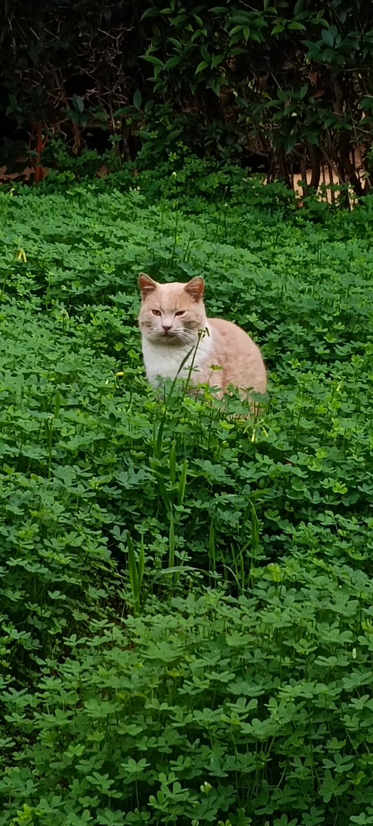 walkingTurtle42's tweet image. Abundance of luck and prosperity