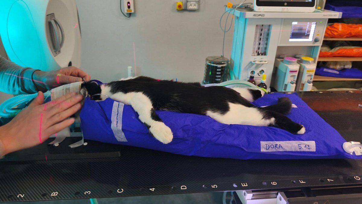 🙏 Arī glābēji ir jāglābj. Jeb draugiem ir jāpalīdz 🙏 

Ir grūti stipram būt, ir grūti mīļi lūgt, kad paklupis pats, ir grūti lūgt palīdzīgu plecu, kad vienmēr pats bijis šis plecs. 

Mēs, brīvprātīgie dzīvnieku glābēji, izstāstām dziļākās bēdas, izrakstām skumjākos un