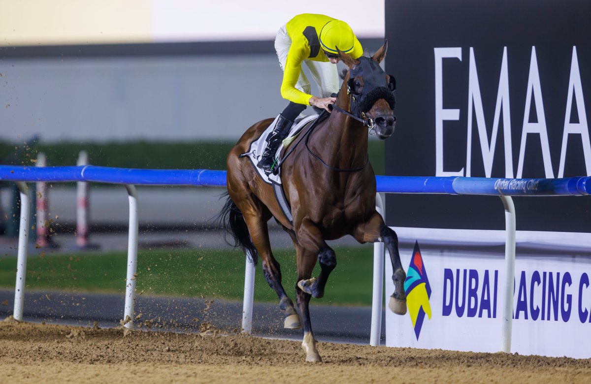 RacingDubai's tweet photo. MESHTRI's Al Maktoum Mile defense is ON! 🔜

He's been entered for Friday's G2 feature ✔️

Entries: https://t.co/EJcSzZfAqH

#DubaiCarnival | #FestiveFriday 🎄 https://t.co/u4NalfX0zi