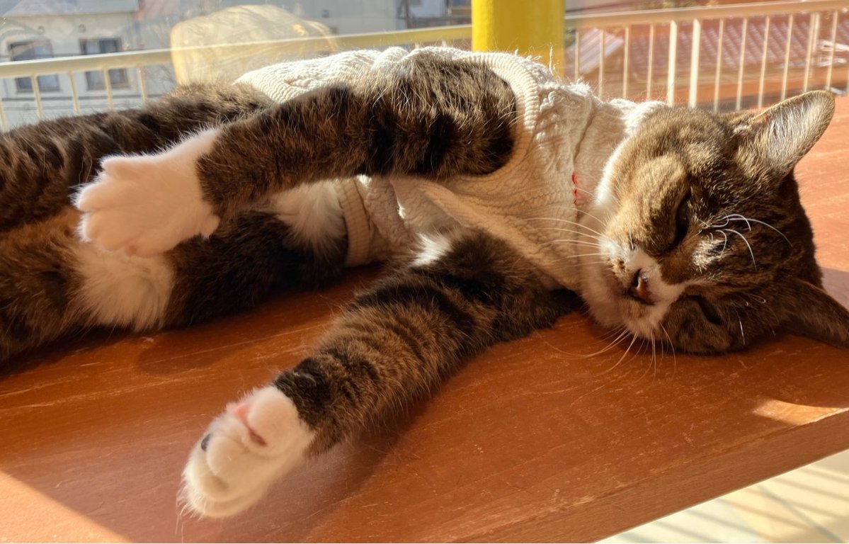 成猫ボラ日誌】 甘え上手な千曲（ちくま）ちゃん✨ 今日も、ニャ〜と