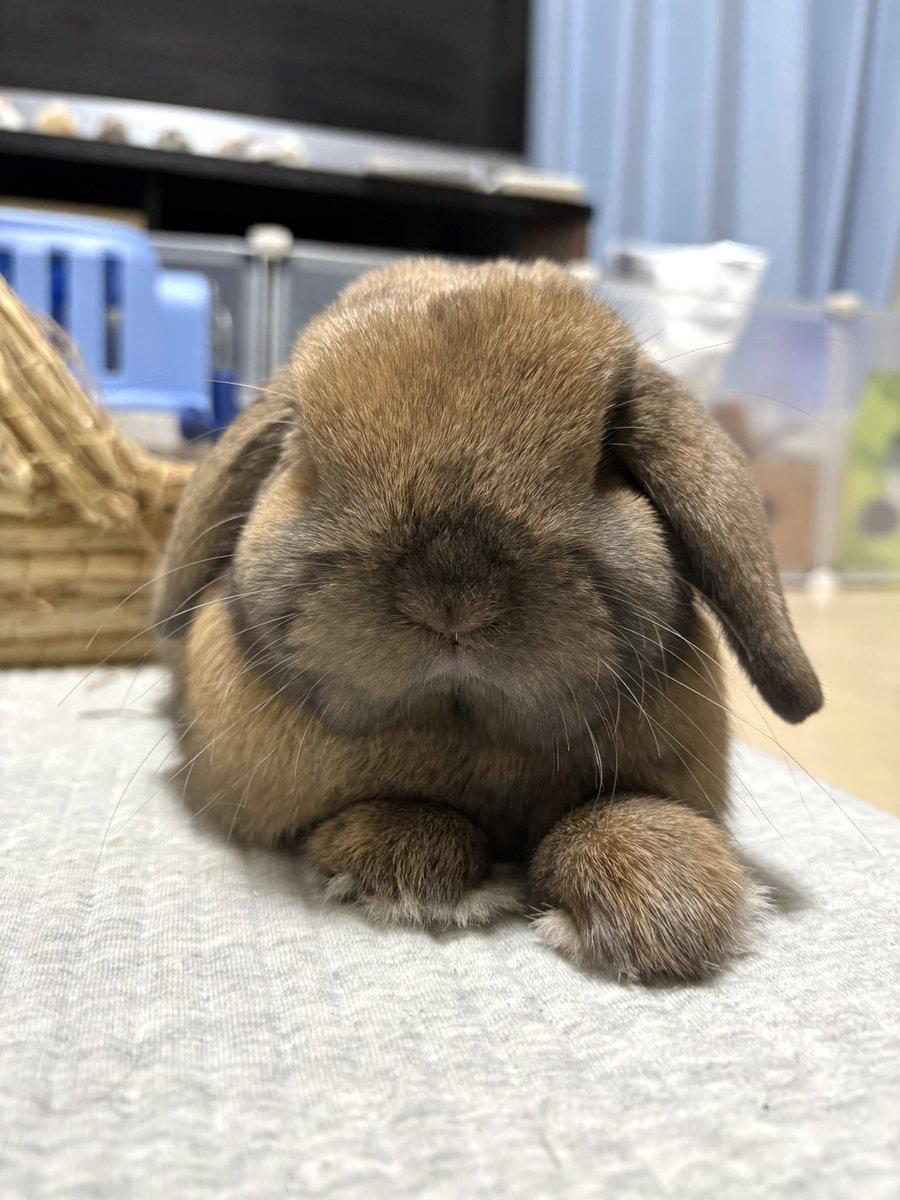 usagi_popeye's tweet photo. じゃんけんグーだね、ポパイ https://t.co/kGThL6DGZH