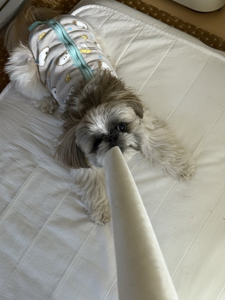シーズーのズーコ♂ (@shih_tzu_co) / Posts / X