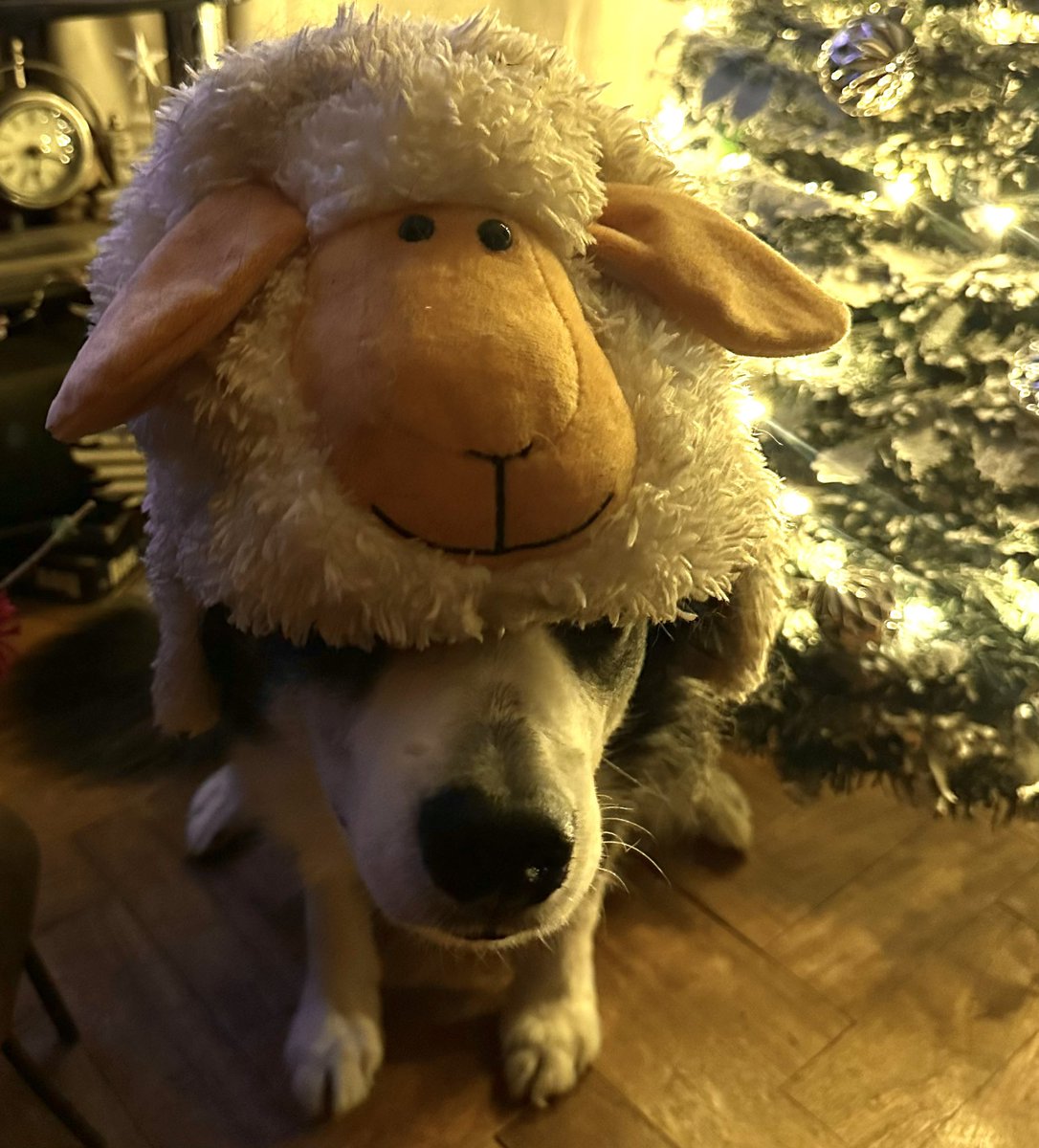 Bleddyn 🏴󠁧󠁢󠁷󠁬󠁳󠁿 tweet media