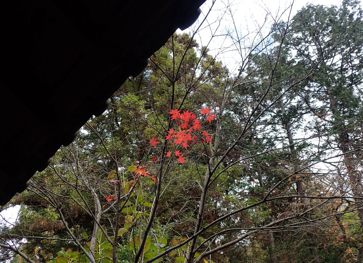 秋惜しむ𓂃 🍁