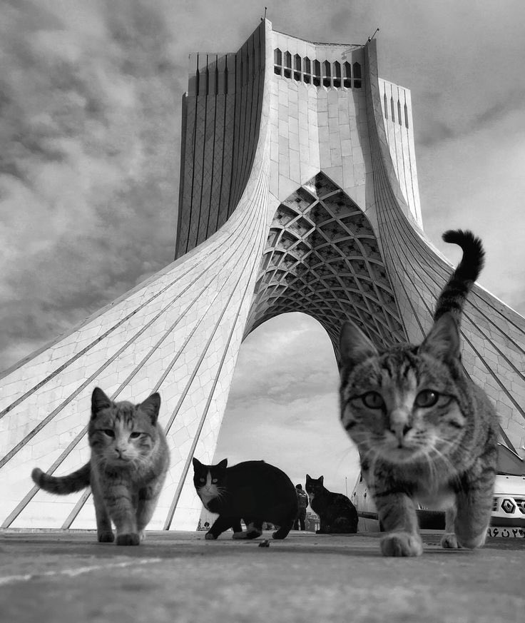 Holy Hamed (@haunted3344) on Twitter photo 