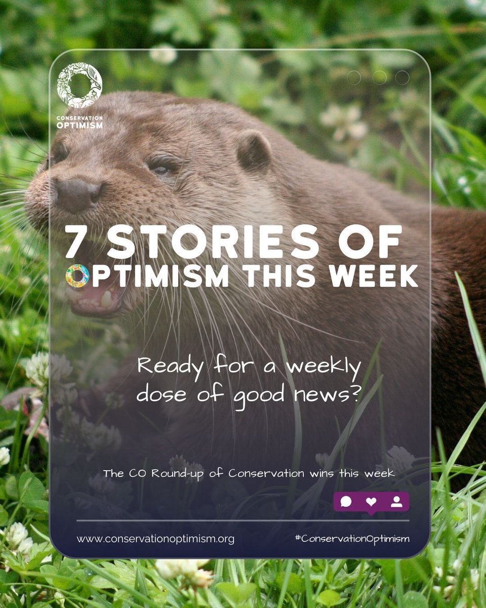 ConservationOptimism tweet media