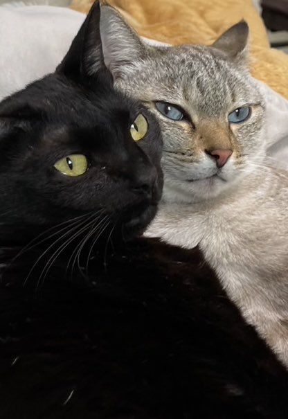 ჱ̒˶ー̀֊ー́ )✧︎ 即購入○様お取り置きページ ◠‿◠ )♨️通販受付中 (@Ggogo56) / Posts / X