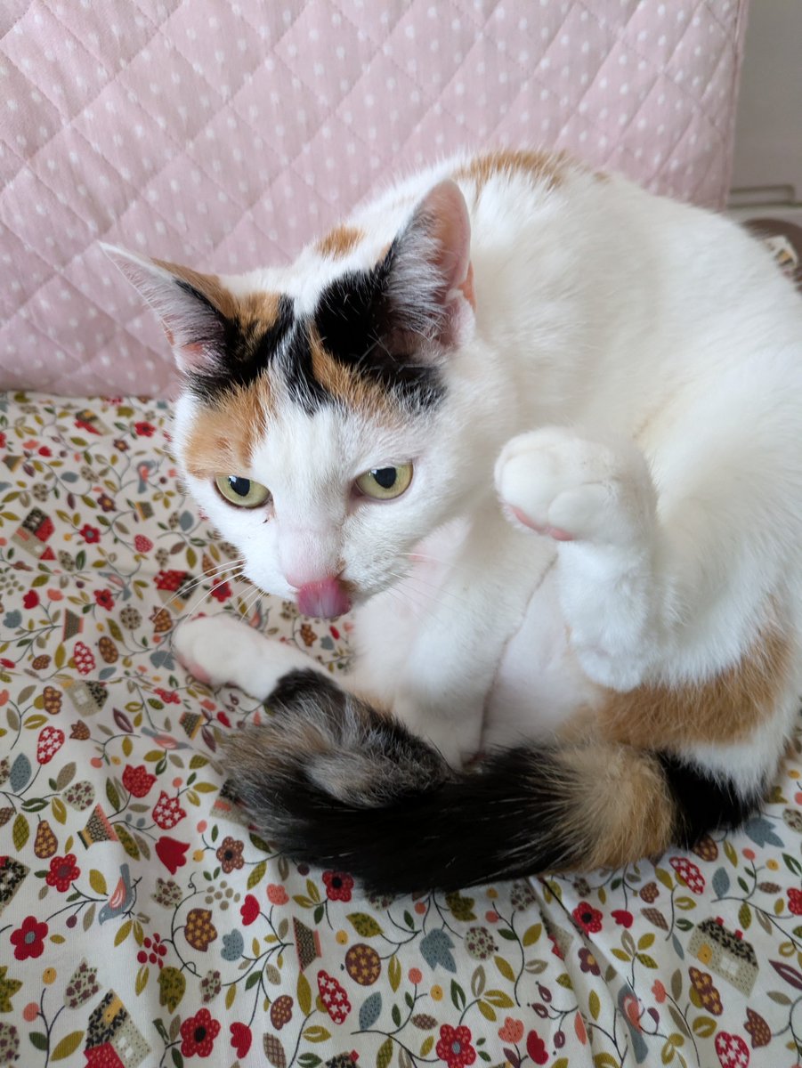 猫びより＠『猫びより』冬号発売中！ (@nekobiyori_jp) / Posts / X