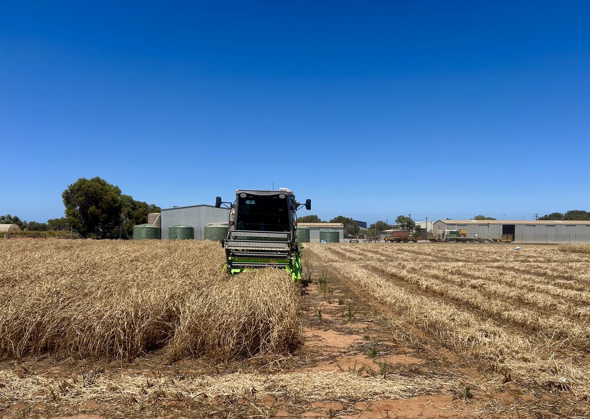 Ciara Beard tweet media