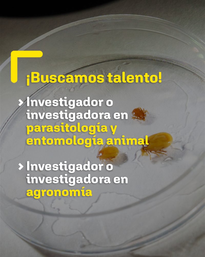neiker_BRTA's tweet photo. 🔎¡Buscamos talento!

▶️Investigador o investigadora en #parasitologia y #entomologia animal
▶️Investigador o investigadora en #agronomia
▶️Técnico o técnica en #horticultura
▶️Técnico o técnica en inmunogenética animal
▶️Etc.

ℹ️https://t.co/mVCTfpc79b https://t.co/AAh2IJhWZs