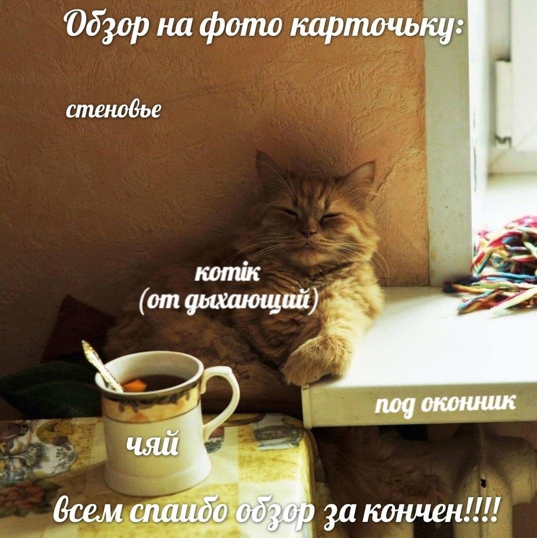 Borsique😺 (@borsique) on Twitter photo 