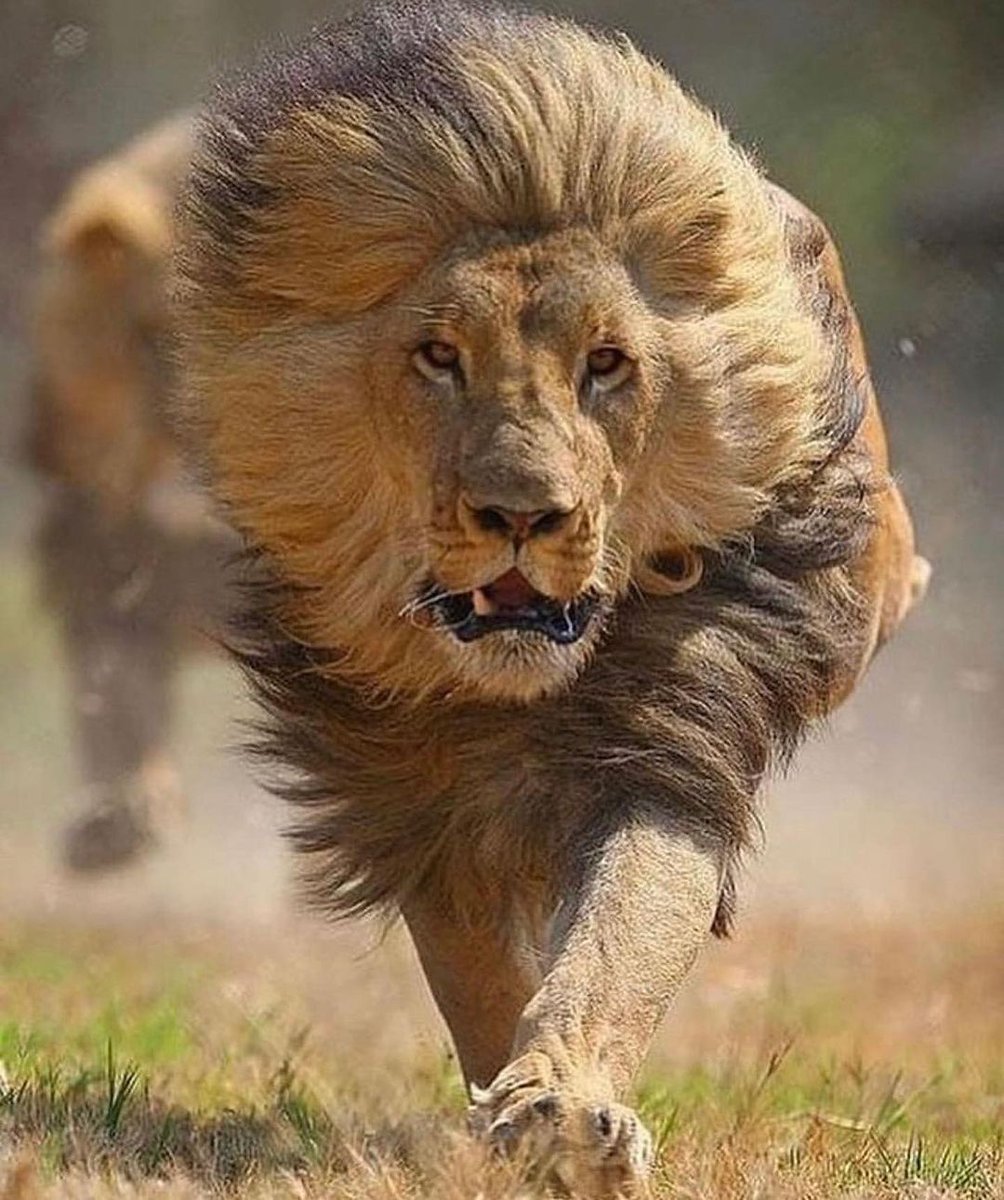 Lions 🦁 (@lionseveryday) on Twitter photo 