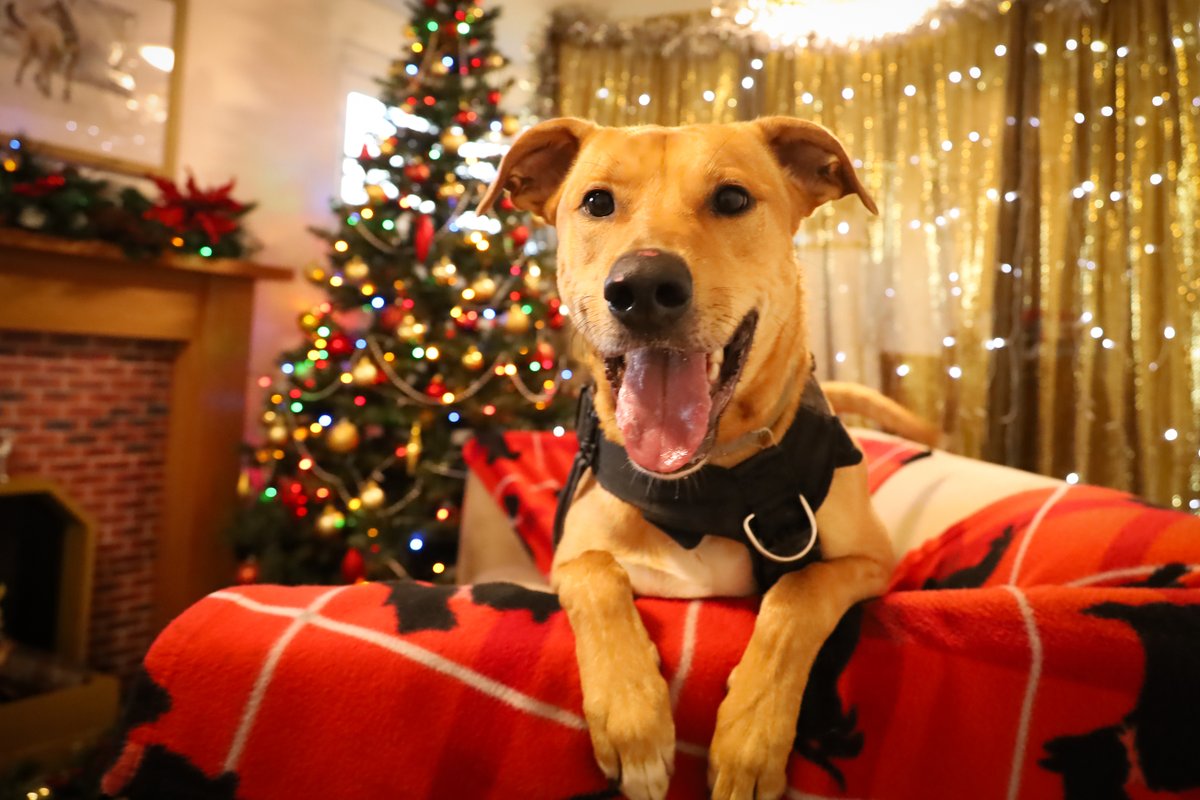 Dogs Trust Leeds tweet media