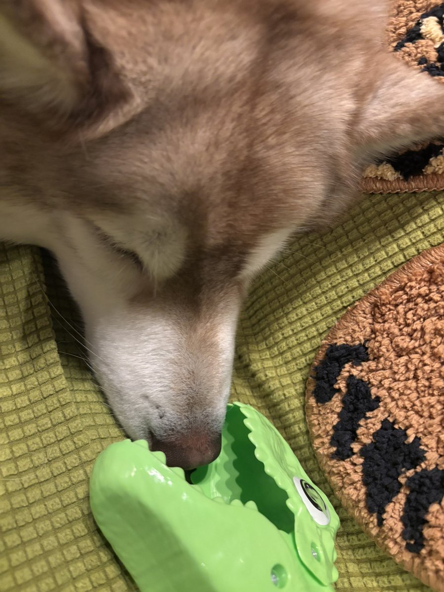 茶々丸チャチャチャ👐 (@chacha_maru1113) / Posts / X