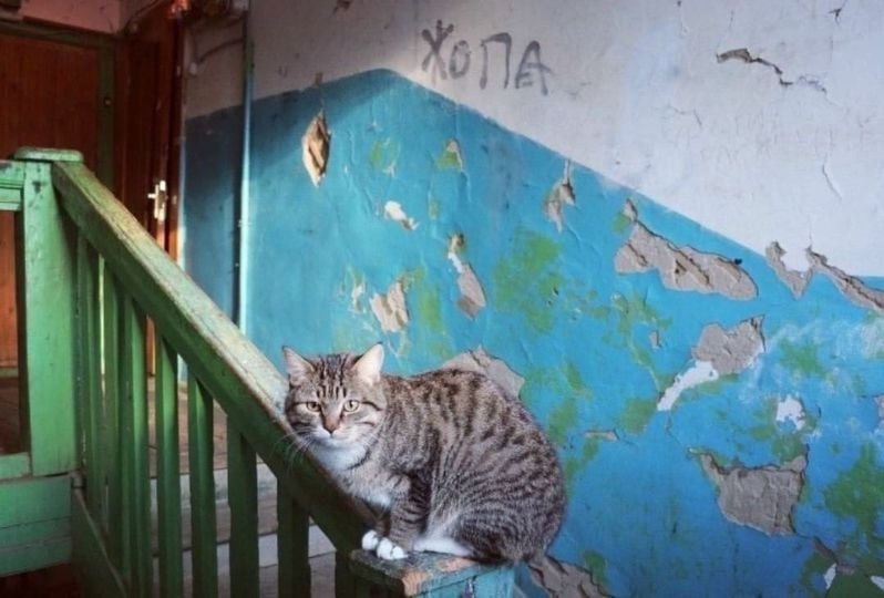 Borsique😺 (@borsique) on Twitter photo 