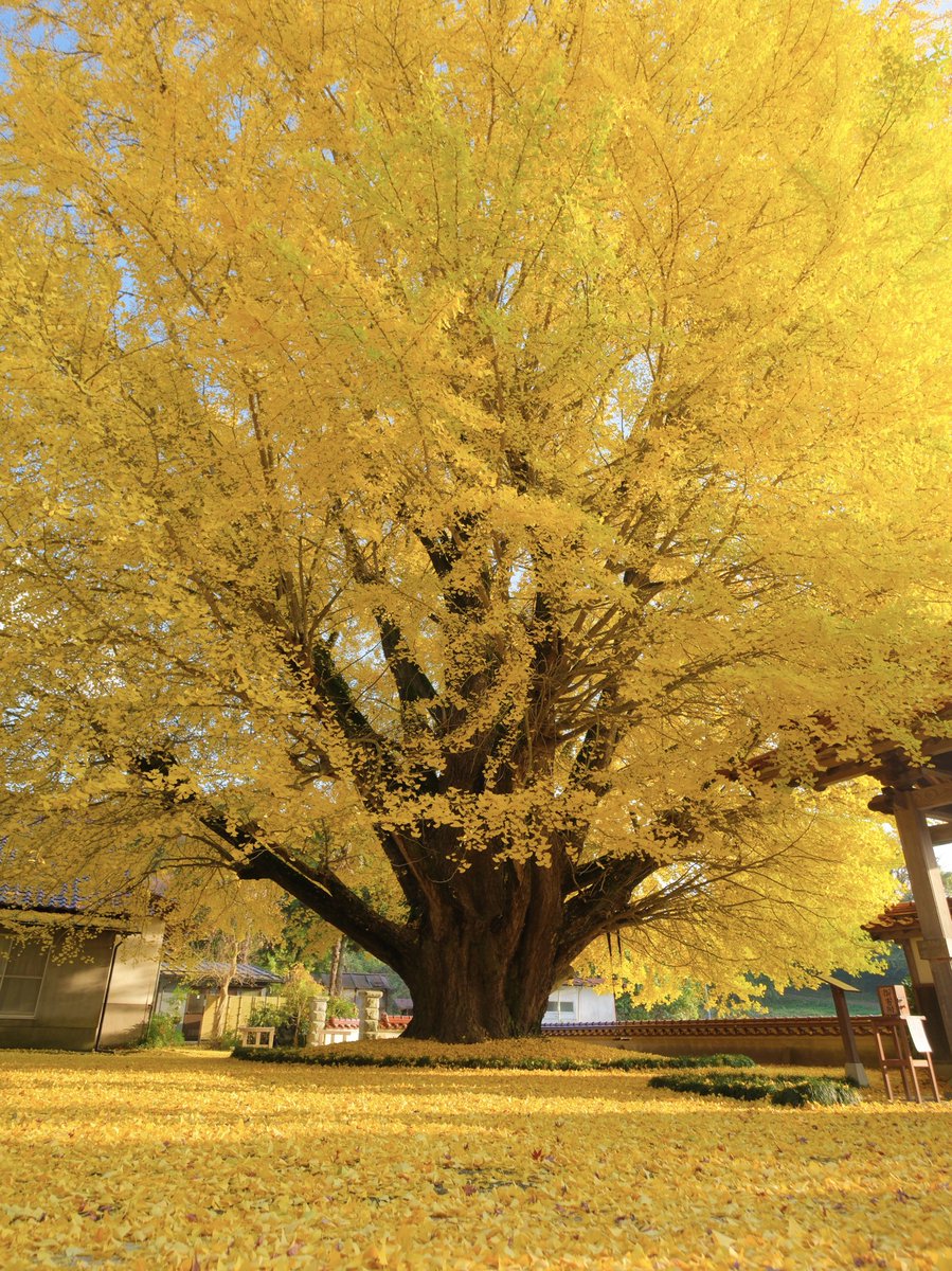 FUJIFILMXseriesJapan (@FujifilmJP_X) / Posts / X