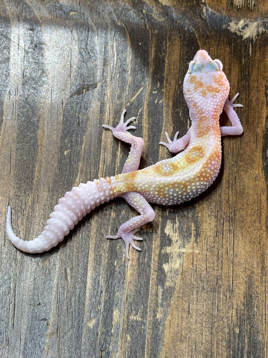 RESERVOIR.exotics (@Reservoir_ex) / Posts / X