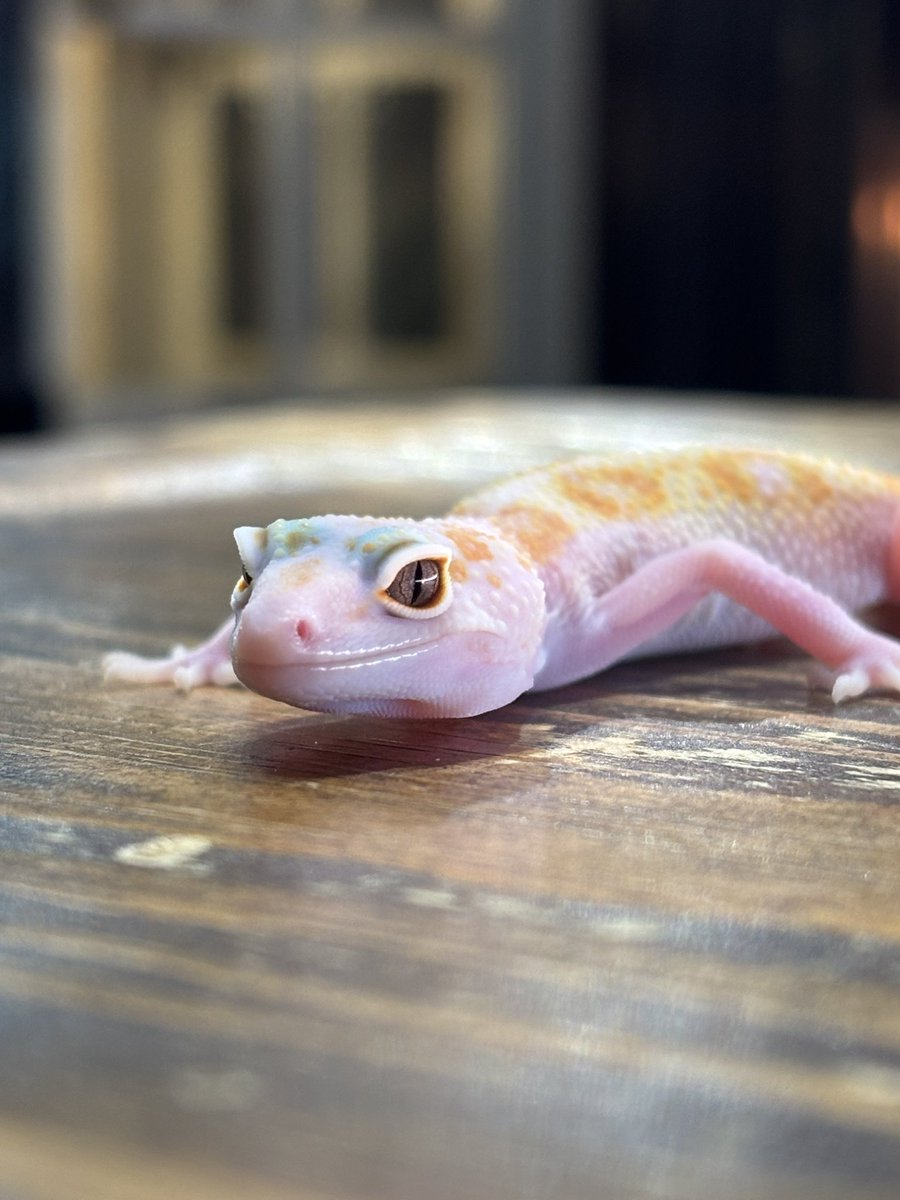 ヒルヤモリ ゆう様 RESERVOIR.exotics (@Reservoir_ex) / Posts / X