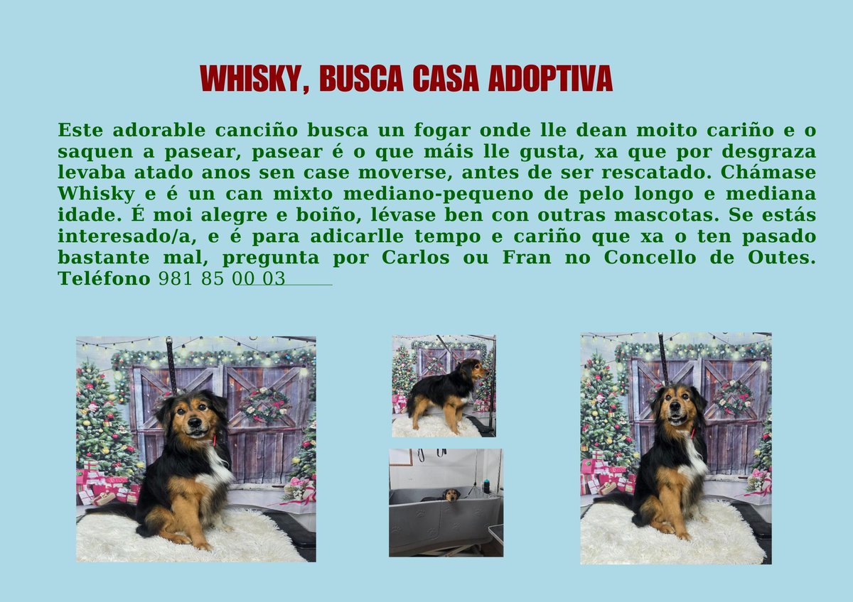 Pídenme axuda para difundir este cartel. Oxalá entre todas e todos lle atopemos un fogar a Whisky. 🐾