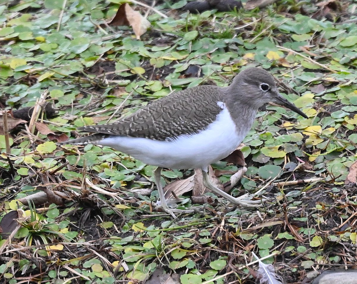 cedar (@HFkyzWaEGt49744) / Posts / X