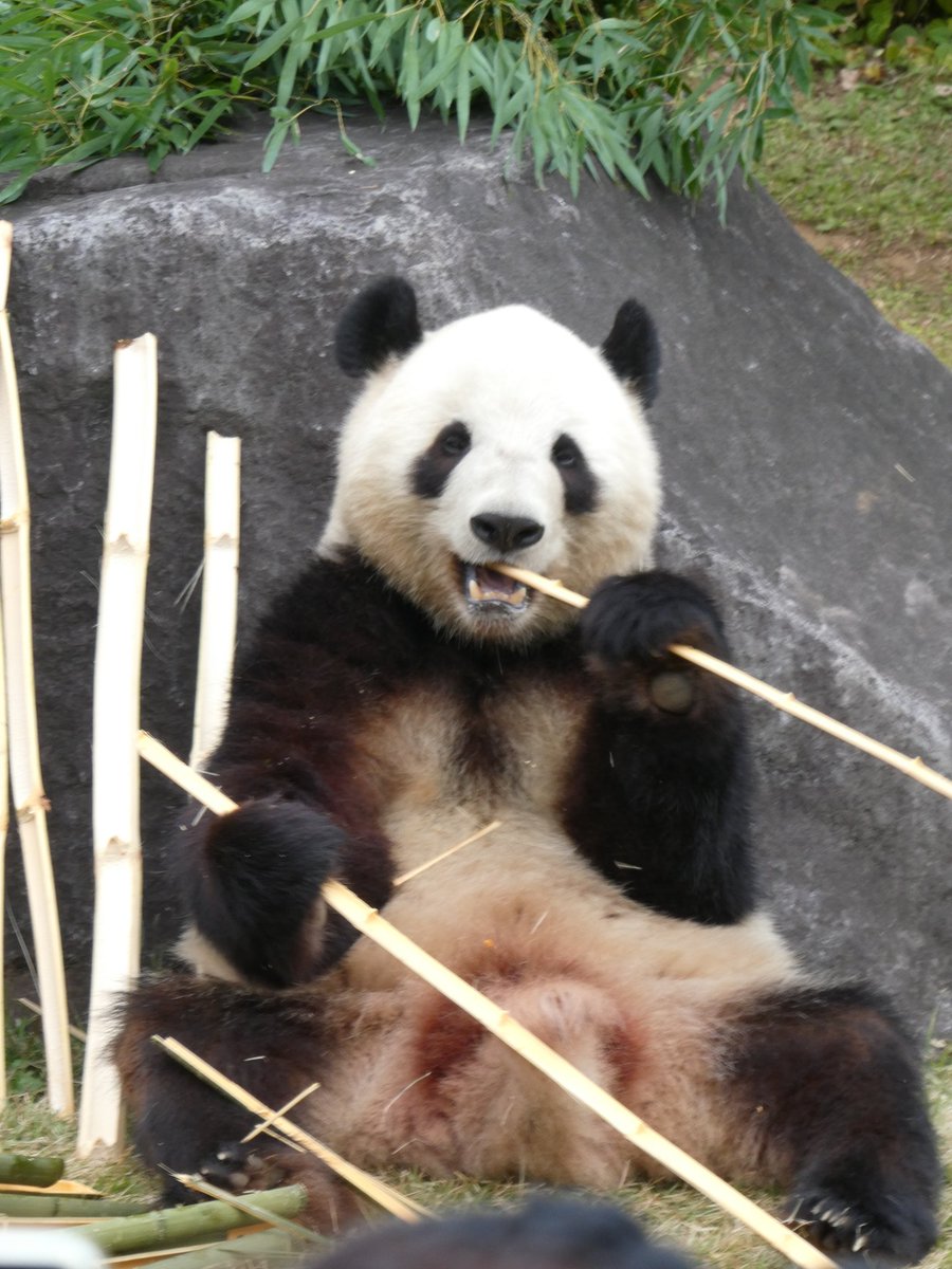 パンダ•*¨*•.¸♬︎ Post by White Rabbit on X: いらんだろ