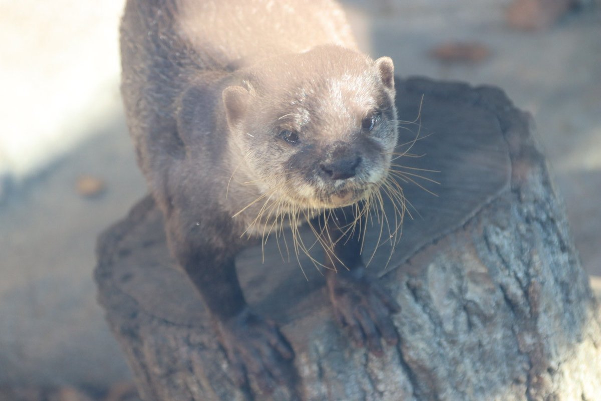 coshana3's tweet image. 午後の食事前から外に出たり入ったり鳴いてた。外のプールの水は抜かれていたよ。
食事は産室で貰っていた。見えないけど、トレーニングしてる様子。
#ドン
#コツメカワウソ
#東山動植物園　12/16